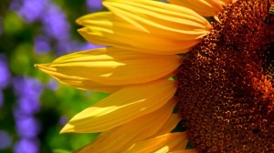 sunflower-76068_640