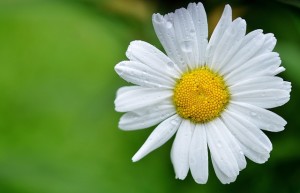 daisy-144677_640