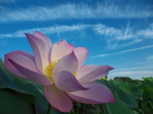 lotus-1151784_640