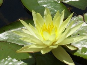waterlily-21127_640